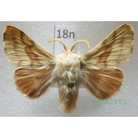 Malacosoma castrensis (Linnaeus, 1758) male Barczatka wilczomleczówka Czech18n